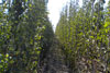campo