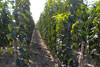 campo