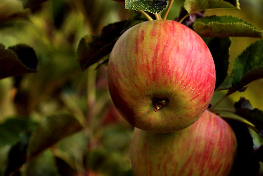 Vari tipi di mele